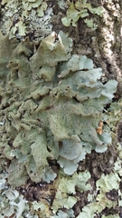 Parmotrema subtinctorium