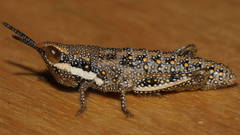 Monistria discrepans