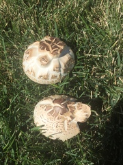 Chlorophyllum molybdites