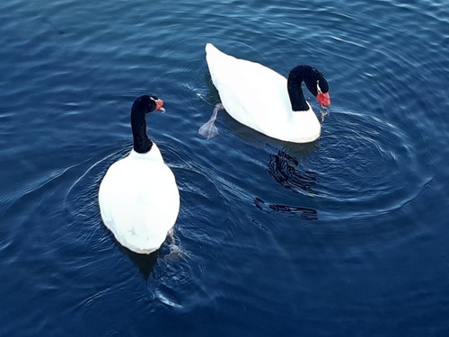 Cygne à cou noir