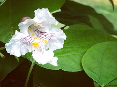 Catalpa