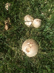 Chlorophyllum molybdites