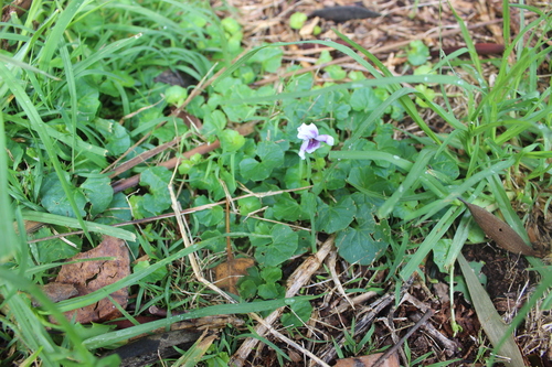 Image of Viola banksii by (c) Joe Dillon, some rights reserved (CC BY)