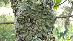 Parmotrema subtinctorium