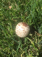 Chlorophyllum molybdites