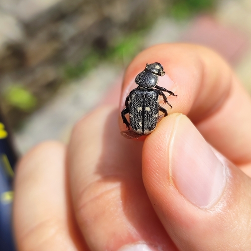 Clinterocera scabrosa