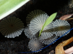 Narcissea patouillardii