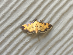 Ategumia ebulealis
