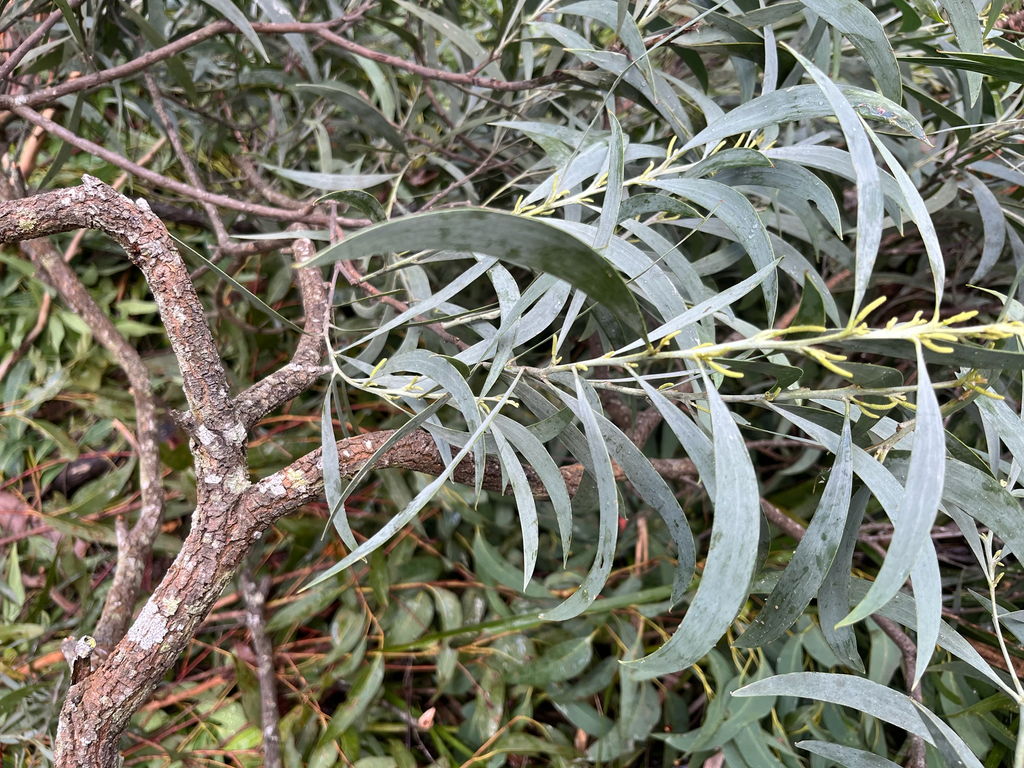 Acacia binervia - council-listed tree