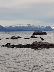 Haematopus leucopodus