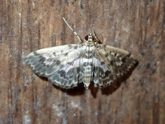Herpetogramma exculta