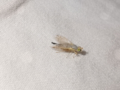 Acanthiophilus helianthi