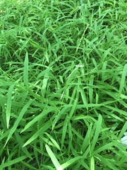 Leersia