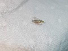 Acanthiophilus helianthi