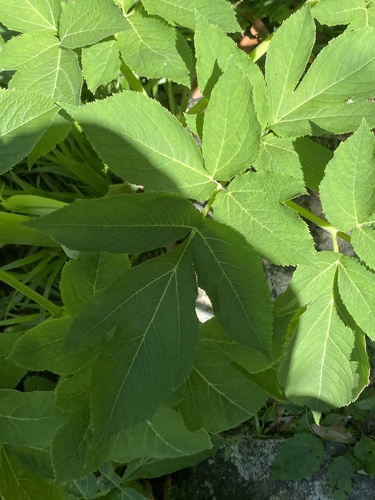 du hou (Angelica pubescens)