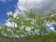 Leucaena greggii