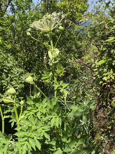 Angelica pubescens, photograph 5