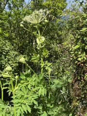 Angelica pubescens, photograph author not stated, no rights reserved