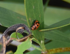 Calomela crassicornis