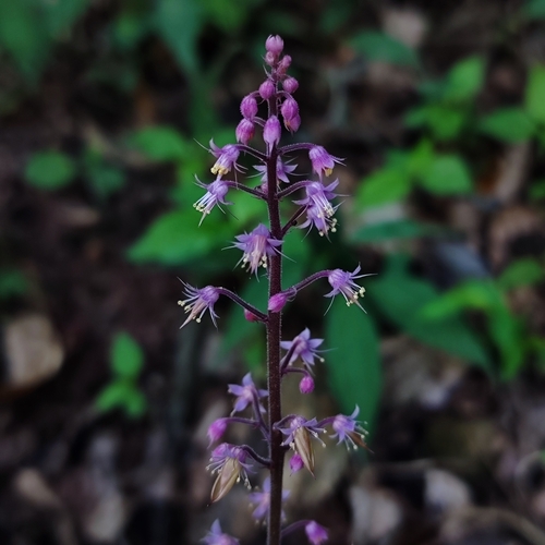 Asian Foamflower