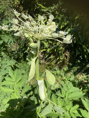 Angelica pubescens, photograph 6