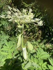 Angelica pubescens, photograph author not stated, no rights reserved