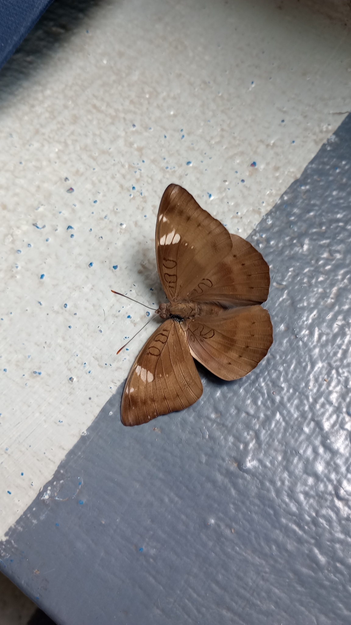 Common Baron
