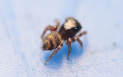 Chalcoscirtus diminutus