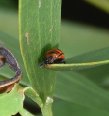 Calomela crassicornis
