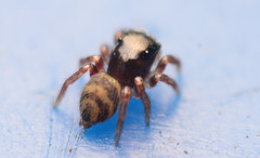 Chalcoscirtus diminutus