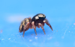 Chalcoscirtus diminutus