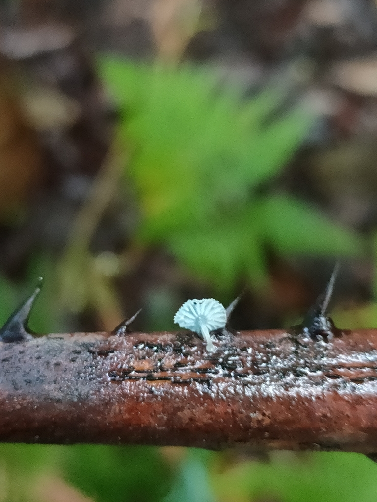 Mycena interrupta · May 2025 · photo: © daniel_stephan (iNaturalist, cc-by)