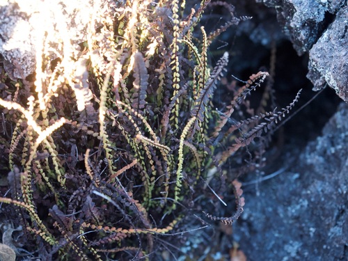 Asplenium densum observed 2024-08-11