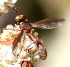 Physocephala marginata