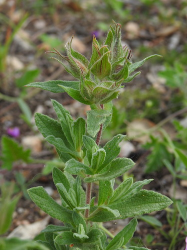Cistus × incanus, photograph 5