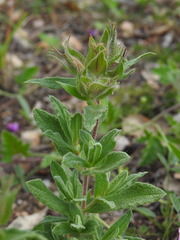 Duarte Frade, CC BY, iNaturalist via GBIF Cistus × incanus, photograph Duarte Frade, CC BY, iNaturalist via GBIF