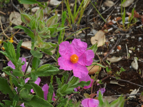 Cistus × incanus, photograph 6