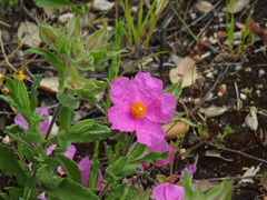 Cistus × incanus, photograph Duarte Frade, CC BY, iNaturalist via GBIF