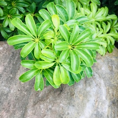 Schefflera