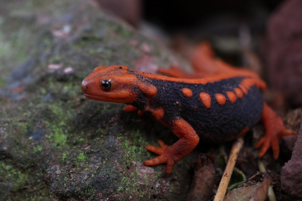 Hou's Crocodile Newt