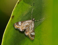 Strepsinoma croesusalis