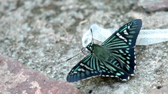 Phocides urania urania