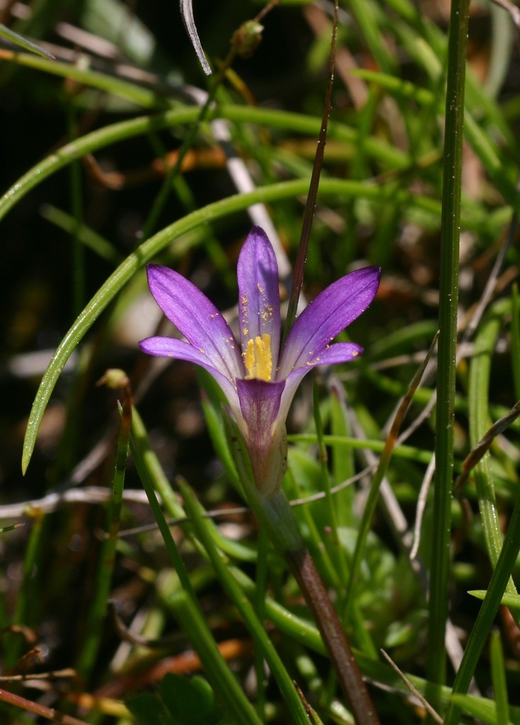 Romulea revelierei