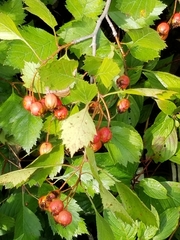 Crataegus
