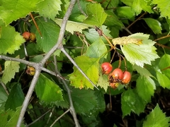 Crataegus