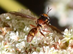 Physocephala marginata