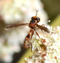 Physocephala marginata