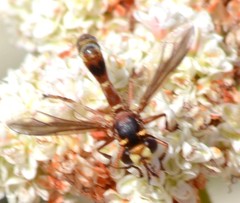 Physocephala marginata