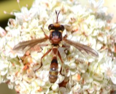 Physocephala marginata
