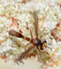 Physocephala marginata